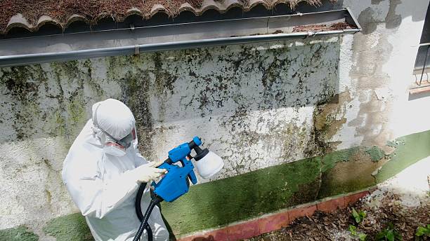 Top rated local Attic Mold Remediation specialists in Bainbridge, GA